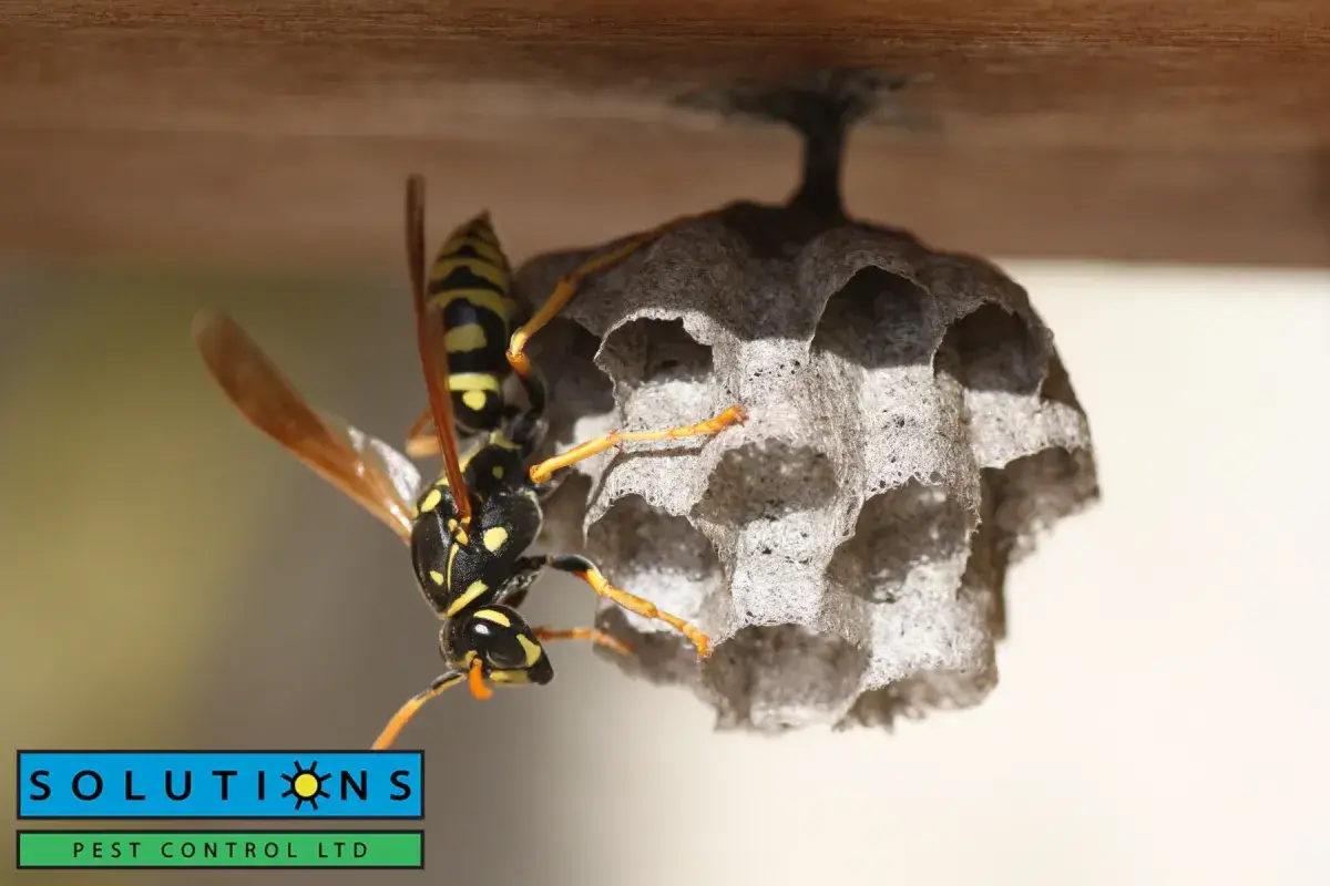 wasp nest
